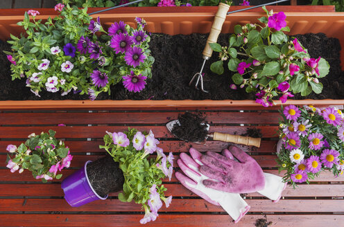 Gartenarbeit, verschiedene Frühlings- und Sommerblumen, Blumenkasten und Gartengeräte auf dem Gartentisch - GWF004727