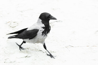 Haubenkrähe am Strand - NGF000330