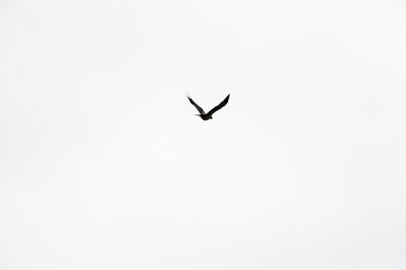 Flying hoodiecrow - NGF000332