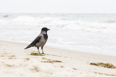 Hoodiecrow standing at seashore - NGF000333