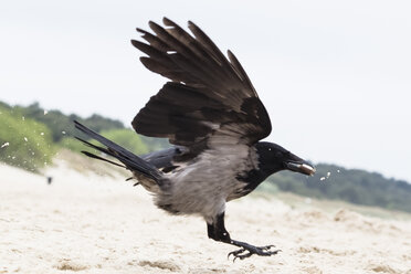 Hoodiecrow fängt Kekse in der Luft - NGF000334