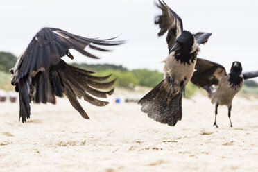 Haubenkrähen am Strand bekämpfen - NGF000335