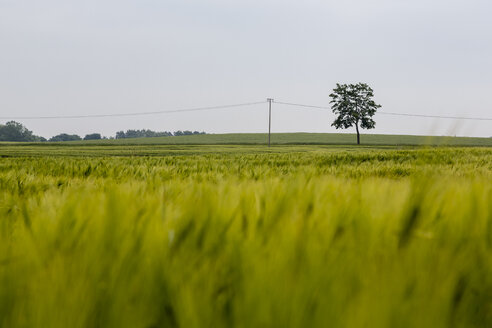 Deutschland, bei Trassenheide, grünes Kornfeld und Baum - NGF000339