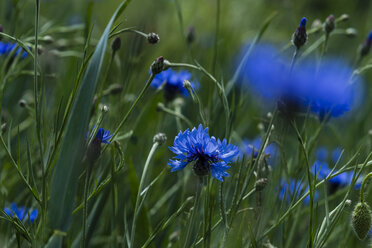 Blaue Kornblumen, Centaurea cyanus - NGF000341