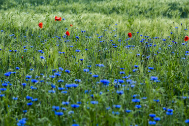 Germany, near Trassenheide, cornflowers and poppies in cornfield - NGF000342