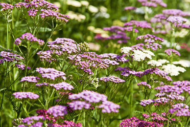 Gemeine Schafgarbe, Achillea millefolium, rosa und weiß - CSF027475