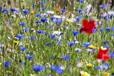 Blumenwiese, Mohn, Papaver rhoeas, und Kornblume, Centaurea cyanus - CSF027477