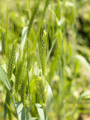 Ähren von kultiviertem Emmer-Weizen, Triticum dicoccum - HAWF000935