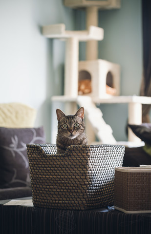 Getigerte Katze in einem Korb sitzend zu Hause, lizenzfreies Stockfoto