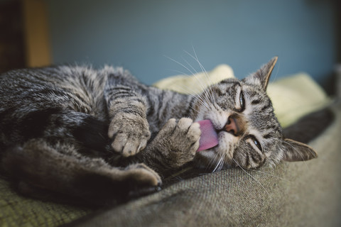 Tabby-Katze leckt Schwanz auf der Rückenlehne einer Couch, lizenzfreies Stockfoto