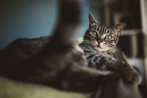 Getigerte Katze entspannt sich auf der Rückenlehne einer Couch - RAEF001187