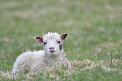 Porträt eines auf einer Wiese liegenden Lamms - FDF000171