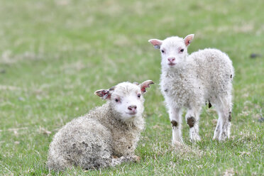 Zwei Lämmer auf einer Wiese - FDF000172