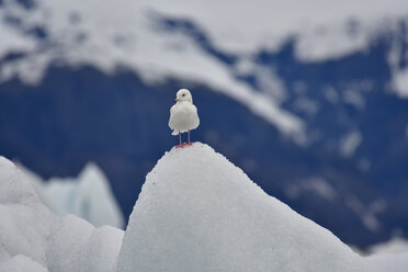 Island, Möwe bei Joekulsarlon auf der Eisspitze sitzend - FDF000173