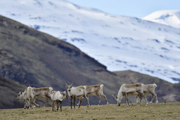 Iceland, herd of reindeers - FDF000176