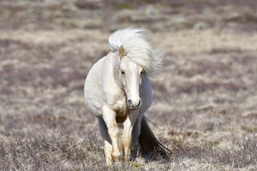 Island, Isländisches Pferd - FDF000177