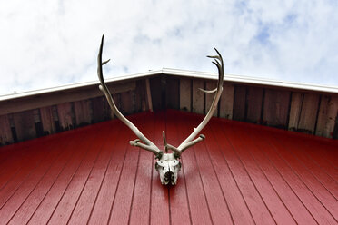 Iceland, deer antler hanging at red facade of frame house - FDF000179