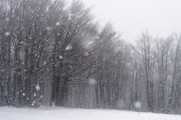 Italy, Marche, Apennines, trees in winter, snow fall, winter storm stock  photo