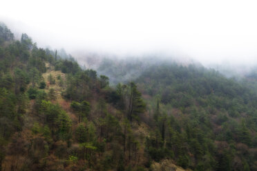 Italien, Umbrien, Gubbio, Wald in den Apenninen im Winter - LOMF000278