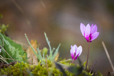 Drops of water on Cyclamen - LOMF000290