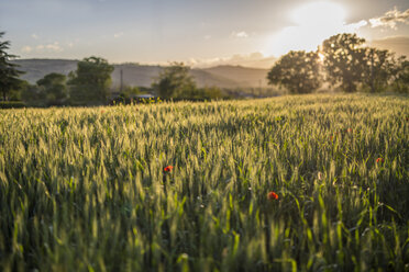 Italien, Umbrien, Gubbio, Sonnenuntergang über Weizenfeldern - LOMF000295