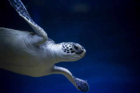 Swimming turtle stock photo