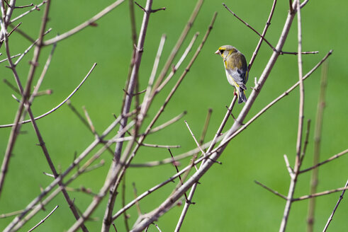 Zeisig auf einem Zweig, Carduelis spinus - LOMF000298