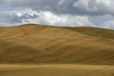 Italien, Toskana, Crete Senesi, Monteroni d'Arbia, Getreidefeld - LBF001427