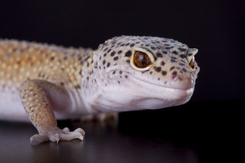 Portrait of a leopard gecko - ERLF000174