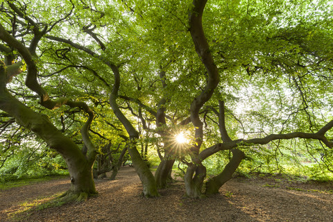 Germany, Suentel beeches, Fagus sylvatica var. Suentelensis, against the sun stock photo