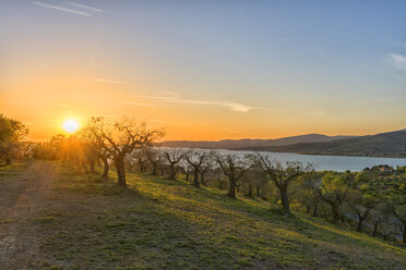 Italien, Umbrien, Trasimeno See, Olivenhain auf den Hügeln bei Sonnenuntergang - LOMF000300