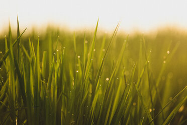 Close-up of wet rice plants - KNTF000324