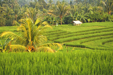 Indonesien, Bali, Reisfelder - KNTF000325