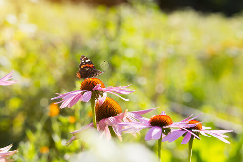 Heilpflanze Echinacea und Schmetterling - HSIF000441