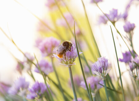 Hummel beim Bestäuben von Schnittlauchblüten, Nahaufnahme - HSIF000442