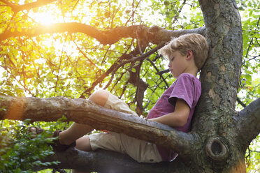 Boy reading book in tree - HSIF000444