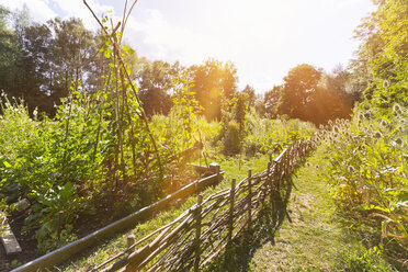 Deutschland, Bayern, städtischer Gemeinschaftsgarten - HSIF000446