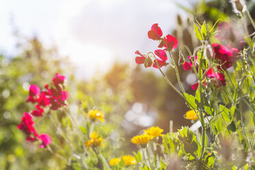 Natur im Frühling, rosa und gelbe Blumen - HSIF000447