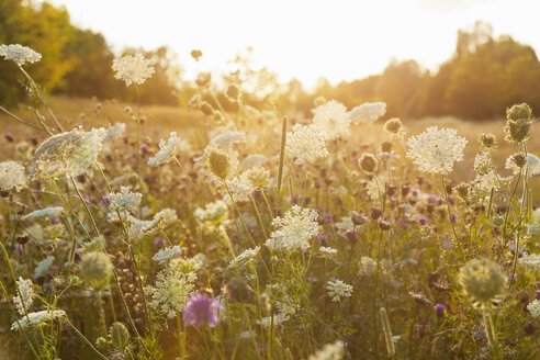 Nature in summer, wild flowers in meadow - HSIF000449