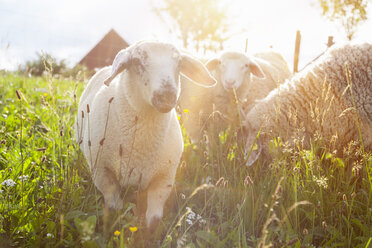 Germany, Bavaria, grazing sheepd - HSIF000450