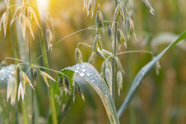 Landwirtschaft, Ernte, Hafer - HSIF000452