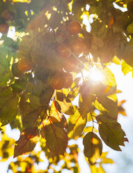 Wilde Pflaume, Pflaumenbaum gegen die Sonne - HSIF000453