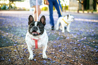 French bulldog with other dog and owners in background - KIJF000414