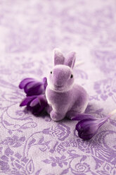 Easter decoration with purple Easter bunny and blossoms of crocus - MYF001502