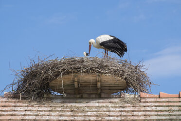 Zwei Weißstörche im Nest - ELF001756