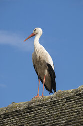 Weißstorch auf dem Dach stehend - ELF001757