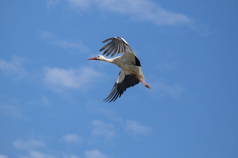 Fliegender Weißstorch, lizenzfreies Stockfoto