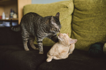 Zwei Katzen auf der Couch zu Hause - RAEF001208