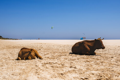 Spanien, Andalusien, Tarifa, Kuh und Kälberrennen am Strand von Bologna liegend - KIJF000453