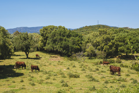 Spanien, Andalusien, Tarifa, Kühe der Rasse Retinta, Weidehaltung, lizenzfreies Stockfoto